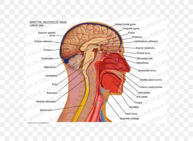 Sagittal Plane Human Head Anatomy Brain Png 600x600px Watercolor Cartoon Flower Frame Heart Download Free