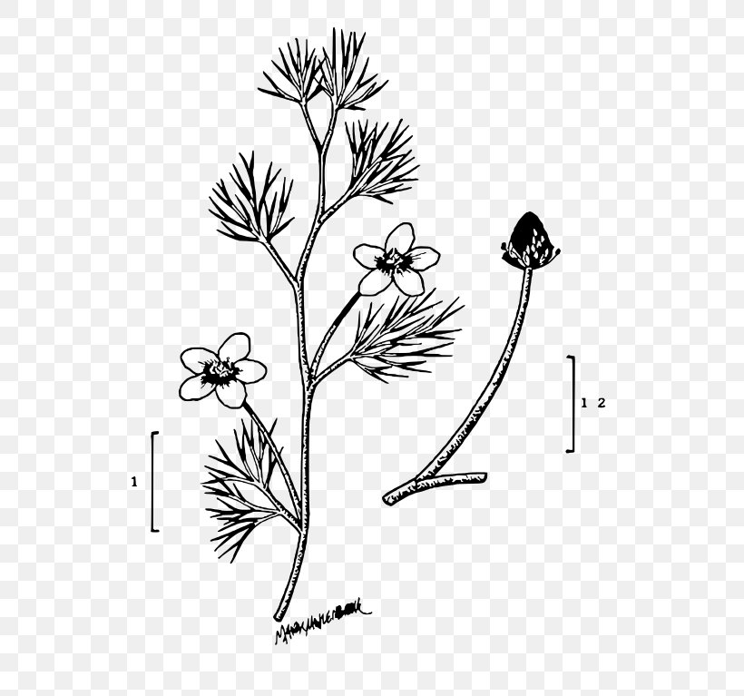 Twig Plant Stem Leaf Line Art Petal, PNG, 548x767px, Twig, Black And White, Branch, Drawing, Flora Download Free