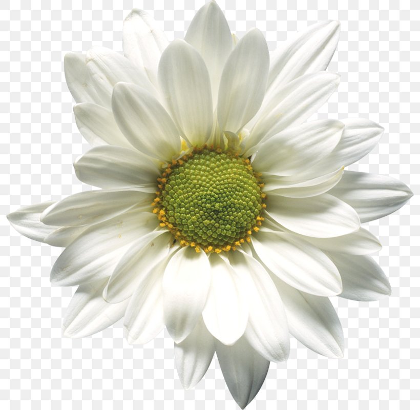 Chrysanthemum Microsoft Word Flower Clip Art, PNG, 796x800px, Chrysanthemum, Annual Plant, Aster, Chamaemelum Nobile, Chrysanths Download Free