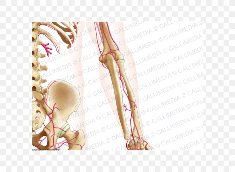 Finger Forearm Bone Anatomy, PNG, 600x600px, Watercolor, Cartoon, Flower, Frame, Heart Download Free