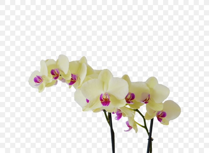 Moth Orchids Cut Flowers Light, PNG, 600x600px, Moth Orchids, Artificial Flower, Bloemenatelier Verde, Cut Flowers, Floral Design Download Free