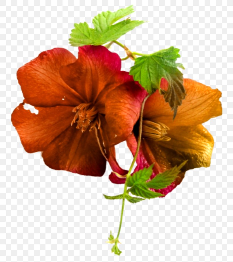 Petal Cut Flowers Flowering Plant, PNG, 800x922px, Petal, Annual Plant, Cut Flowers, Flower, Flowering Plant Download Free