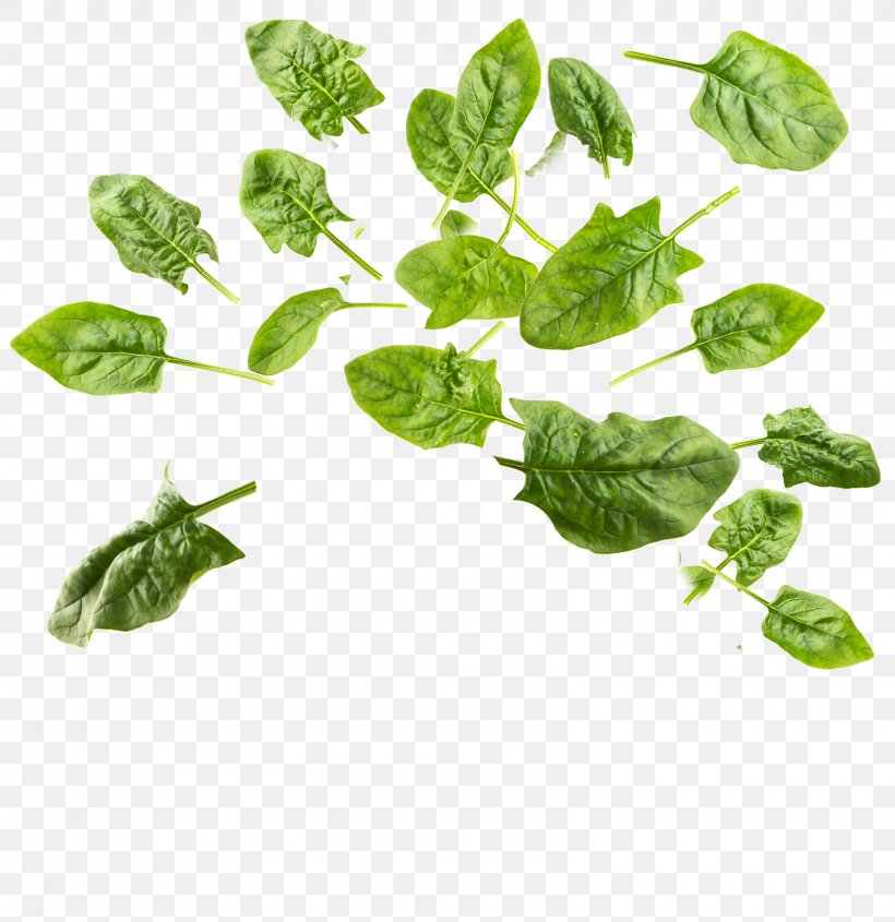 Spinach Leaf, PNG, 1600x1650px, Spinach, Basil, Herb, Ingredient, Leaf Download Free