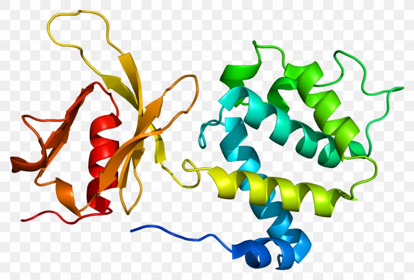 TLN1 FERM Domain Paxillin Protein Domain, PNG, 1055x715px, Ferm Domain, Actin, Area, Artwork, Cytoskeleton Download Free