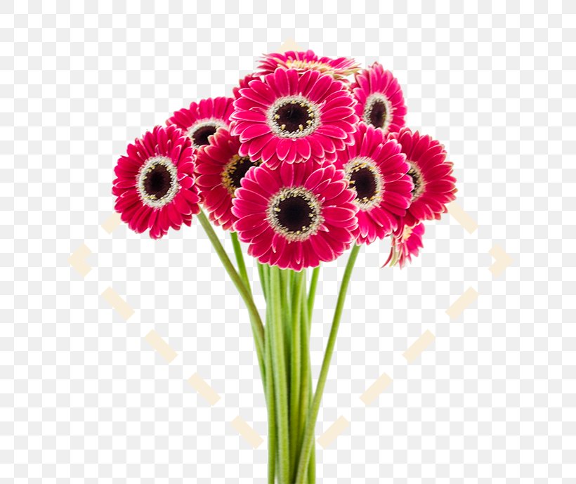 Bayview Flowers Ltd. Rose Transvaal Daisy Cut Flowers, PNG, 787x689px, Flower, Annual Plant, Color, Cut Flowers, Daisy Family Download Free