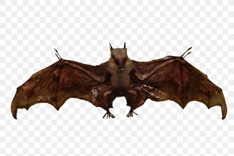 Mexican Free-tailed Bat Flight Clip Art, PNG, 1920x1285px, Bat, Animal, Fauna, Flight, Freetailed Bat Download Free