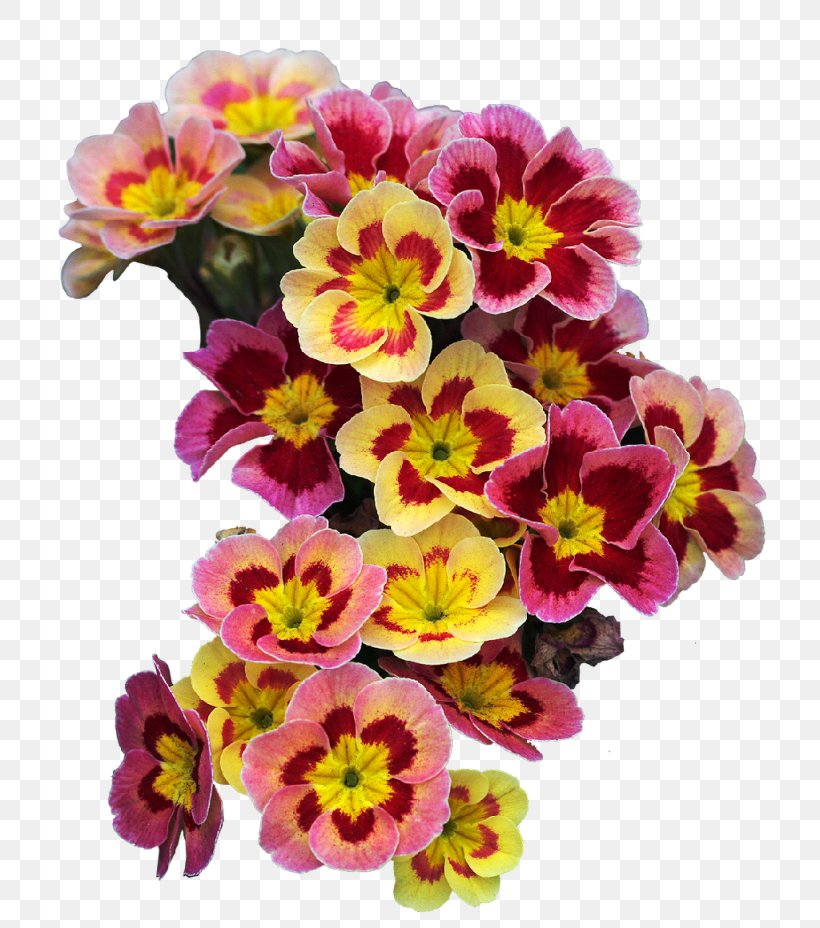 Primrose Cut Flowers Flower Bouquet Plant, PNG, 1024x1160px, Primrose, Annual Plant, Cut Flowers, Daffodil, Floral Design Download Free