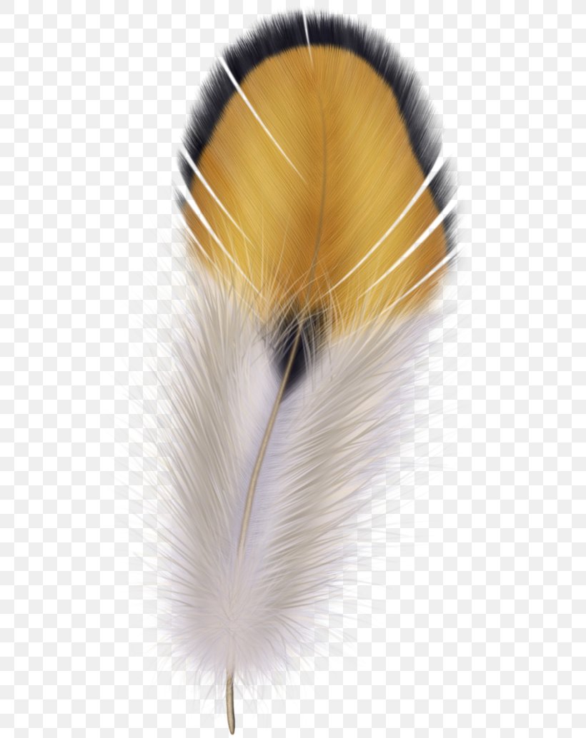 The Floating Feather Clip Art Discover Watercolor Image, PNG, 550x1034px, Floating Feather, Bird, Close Up, Discover Watercolor, Feather Download Free