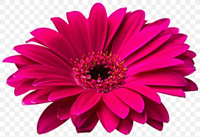 Transvaal Daisy Flower Common Daisy Clip Art, PNG, 1024x704px, Transvaal Daisy, Chrysanths, Common Daisy, Cut Flowers, Daisy Family Download Free