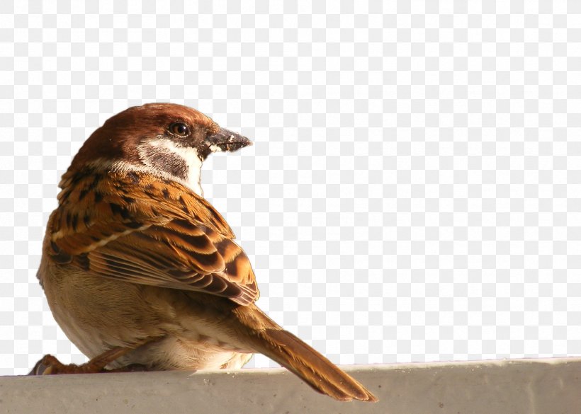 Bird House Sparrow, PNG, 1712x1223px, Bird, Animal, Beak, Common Blackbird, Eurasian Tree Sparrow Download Free