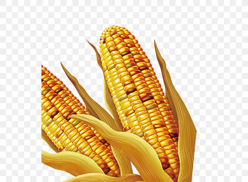 Maize Download, PNG, 545x600px, Maize, Cereal, Commodity, Corn Kernel, Corn Kernels Download Free