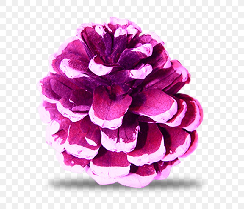 Pine Spruce Conifer Cone Download, PNG, 700x700px, Pine, Artificial Flower, Centifolia Roses, Computer Network, Conifer Cone Download Free