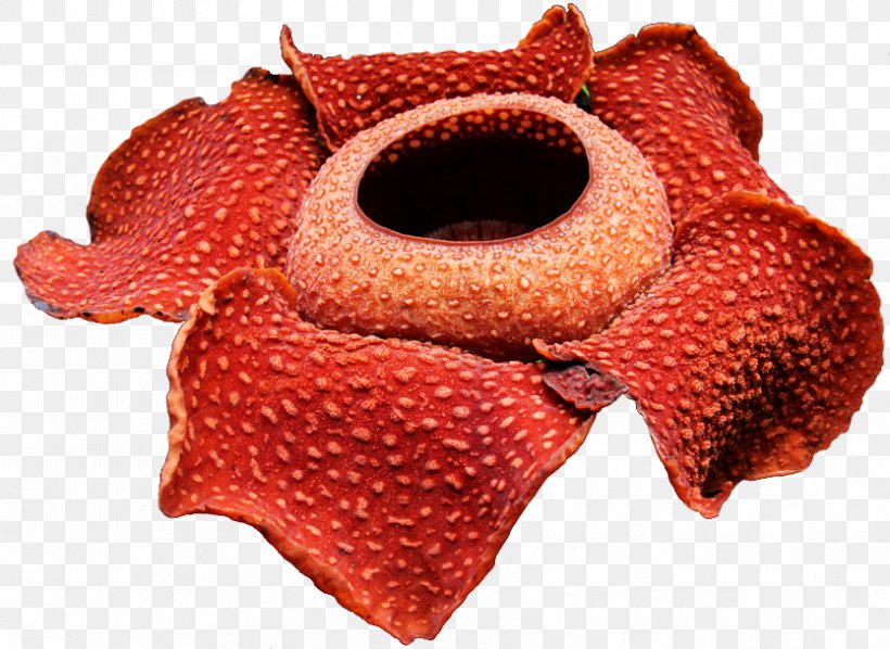 Rafflesia Arnoldii Sumatra Gunung Gading National Park Flower Garden, PNG, 834x609px, Rafflesia Arnoldii, Blow Flies, Blue Rose, Flower, Flower Garden Download Free
