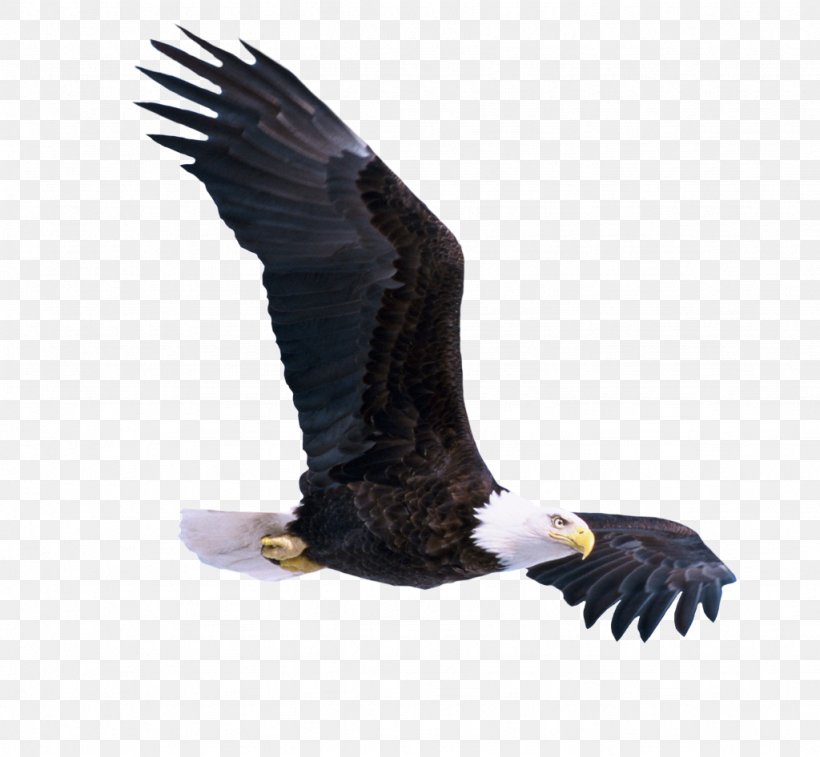 Bird Bald Eagle Bird Of Prey Accipitridae Eagle, PNG, 1024x946px, Bird, Accipitridae, Bald Eagle, Beak, Bird Of Prey Download Free
