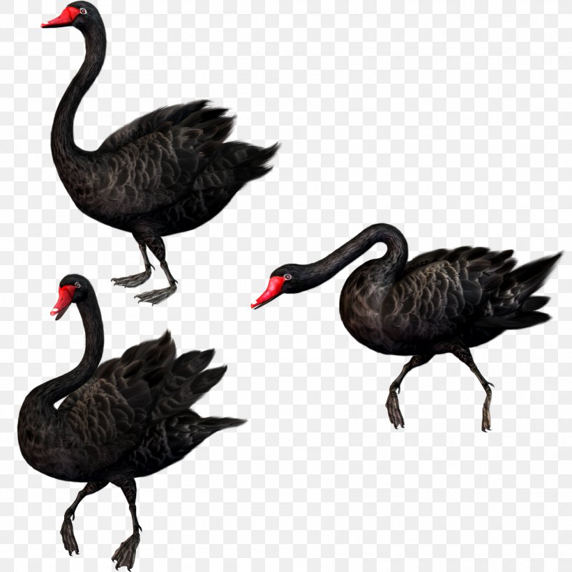 Black Swan Theory Bird, PNG, 1792x1792px, Black Swan, Beak, Bird, Black Swan Theory, Cygnini Download Free