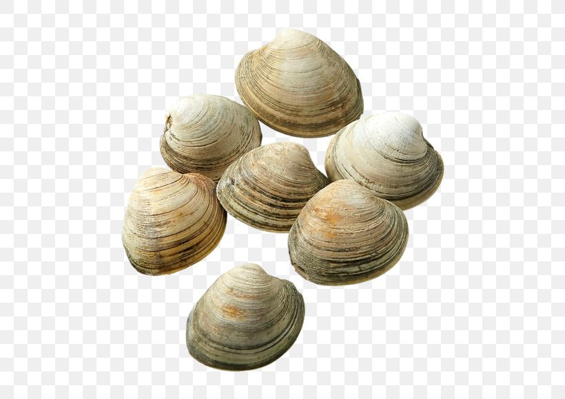 Cockle Veneroida Tellins Baltic Macoma Clam, PNG, 580x580px, Cockle, Animal Source Foods, Baltic Clam, Baltic Macoma, Clam Download Free