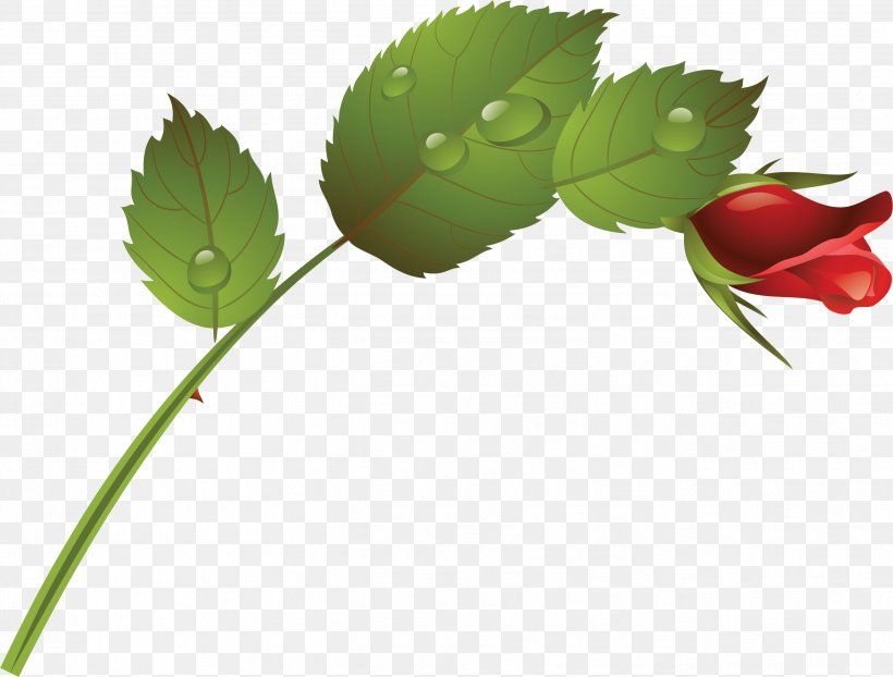 Flower .ru LiveInternet .li .fr, PNG, 2627x1994px, Flower, Blog, Branch, Bud, Garden Roses Download Free