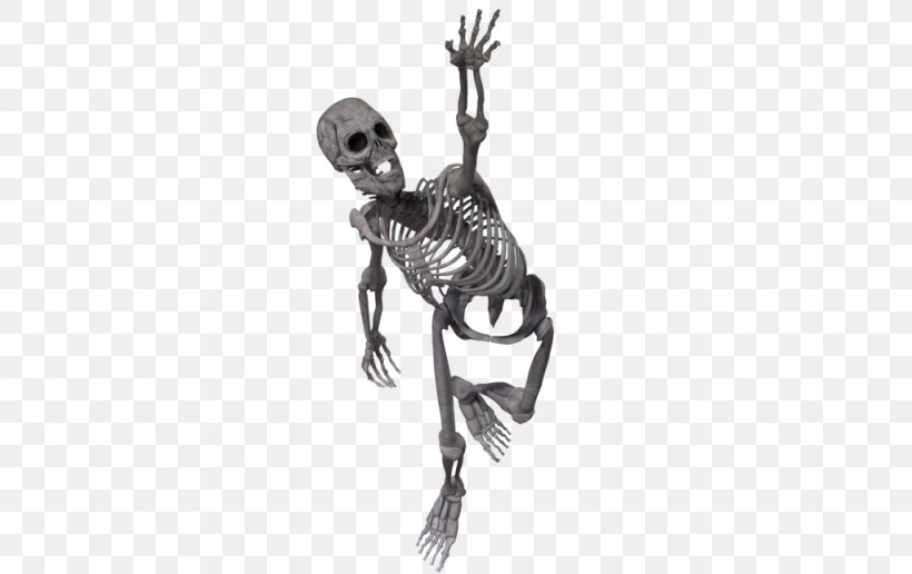 Human Skeleton Skull, PNG, 1024x645px, 3d Computer Graphics, Skeleton, Art, Black And White, Bone Download Free