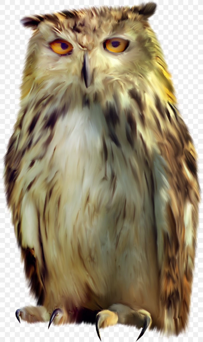 Tawny Owl Bird Clip Art, PNG, 865x1456px, Owl, Animal, Beak, Bird, Bird Of Prey Download Free