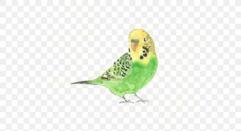 Budgerigar Bird Watercolor Painting Drawing, PNG, 564x445px, Budgerigar, Art, Beak, Bird, Blue Budgerigar Mutation Download Free