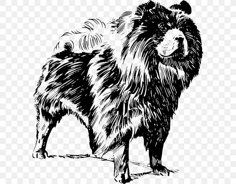 Chow Chow Puppy Golden Retriever Cairn Terrier Dog Breed, PNG, 594x640px, Chow Chow, Big Cats, Black And White, Breed, Cairn Terrier Download Free