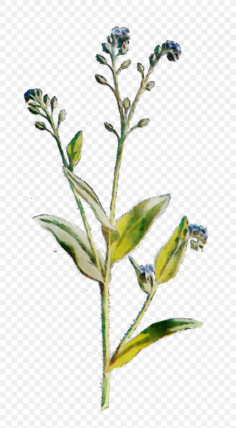 Flowering Plant Plant Stem Subshrub Herb, PNG, 997x1807px, Flower, Alpine Forgetmenot, Flowering Plant, Herb, Pedicel Download Free