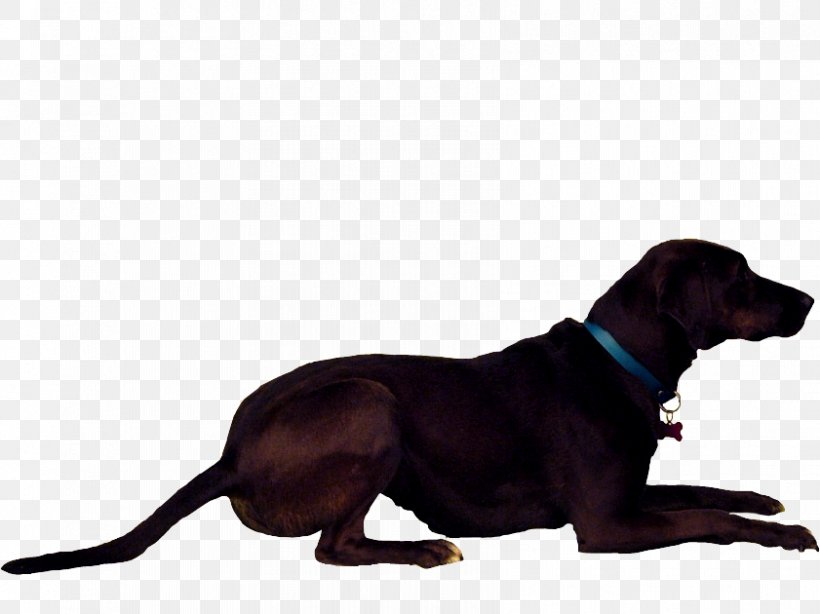 Labrador Retriever Redbone Coonhound Polish Hunting Dog Puppy Dog Breed, PNG, 841x630px, Labrador Retriever, Animal, Black And Tan Coonhound, Carnivoran, Coonhound Download Free