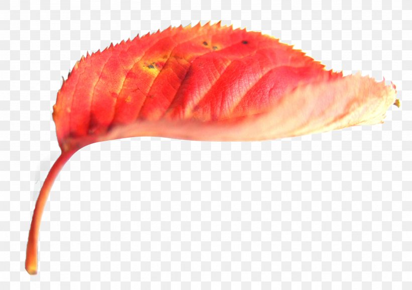 Autumn Leaf Color Red Deciduous, PNG, 2461x1733px, Leaf, Advertising, Autumn, Autumn Leaf Color, Bladnerv Download Free