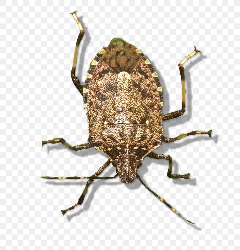 Brown Marmorated Stink Bug Eco Worldwide Solutions B.V. Weevil Pest Control Green Shield Bug, PNG, 689x853px, Brown Marmorated Stink Bug, Arthropod, Beetle, Belostomatidae, Crop Download Free