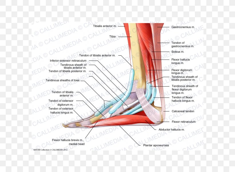 Elbow Foot Muscle Anatomy Aponeurosis, PNG, 600x600px, Watercolor, Cartoon, Flower, Frame, Heart Download Free
