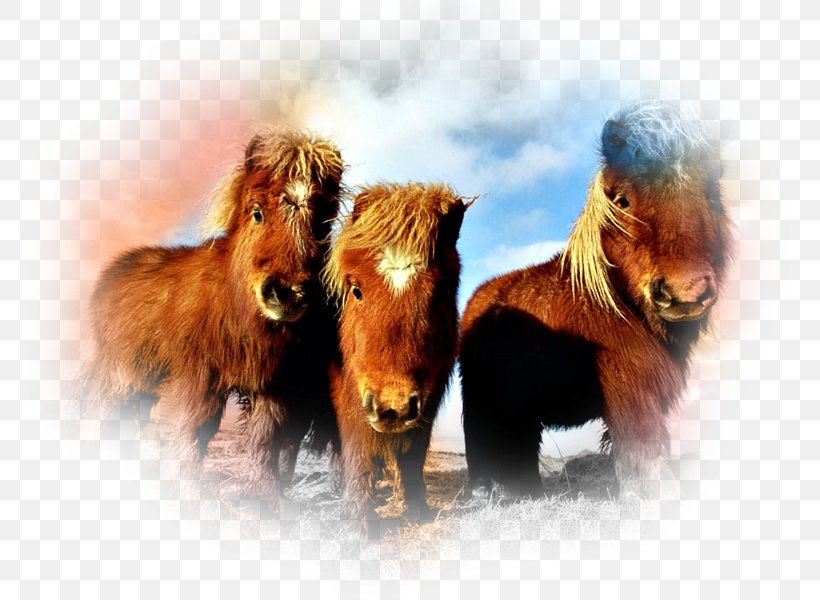 Shetland Pony Garrano Clydesdale Horse Fjord Horse, PNG, 800x600px, Shetland Pony, Appaloosa, Breed, Clydesdale Horse, Cuteness Download Free