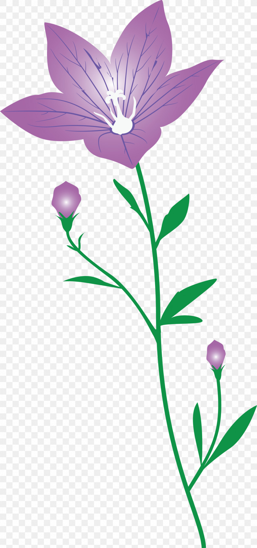 Balloon Flower, PNG, 1405x2999px, Balloon Flower, Branching, Flora, Flower, Herbaceous Plant Download Free