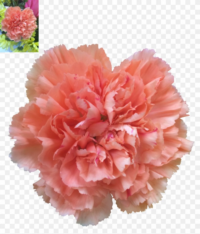 Carnation Art Clip Art, PNG, 825x968px, Carnation, Art, Cut Flowers, Deviantart, Dianthus Download Free