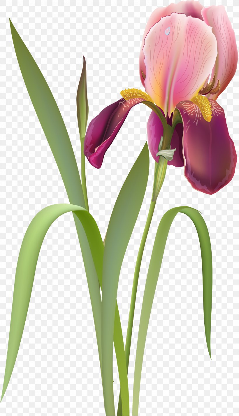 Cut Flowers Tulip Clip Art, PNG, 2294x3999px, Flower, Bud, Cattleya, Cut Flowers, Floristry Download Free