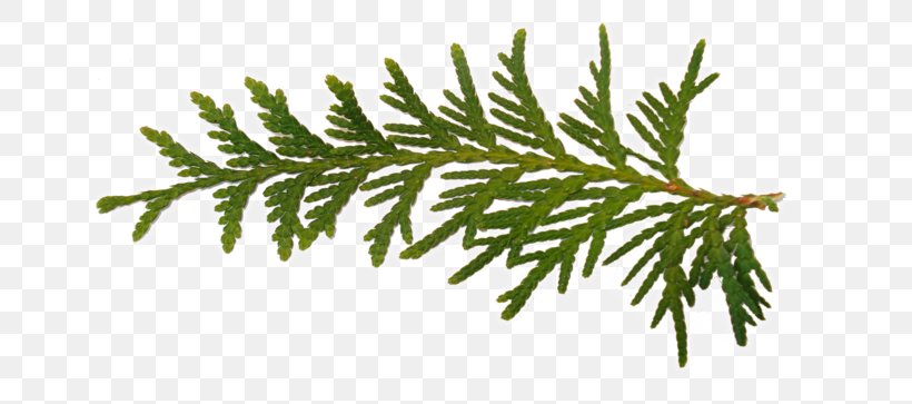 Fir Christmas Tree Christmas Day Rama, PNG, 700x363px, Fir, Branch, Christmas Day, Christmas Tree, Conifer Download Free