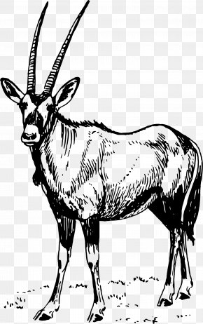 Antelope - Gemsbok Antelope Waterbuck Drawing Clip Art PNG