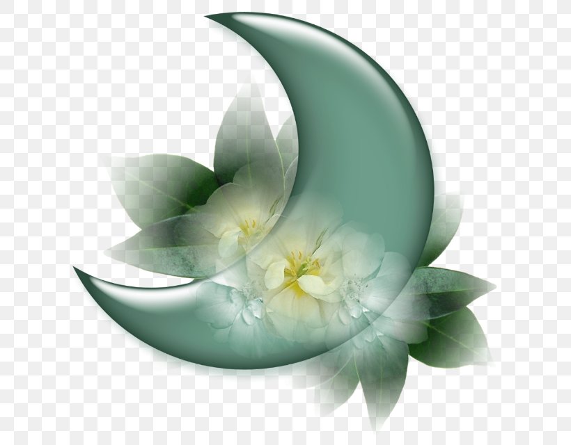 YouTube Sham Ennessim Moon, PNG, 640x640px, Youtube, Flora, Flower, Moon, Permission Download Free