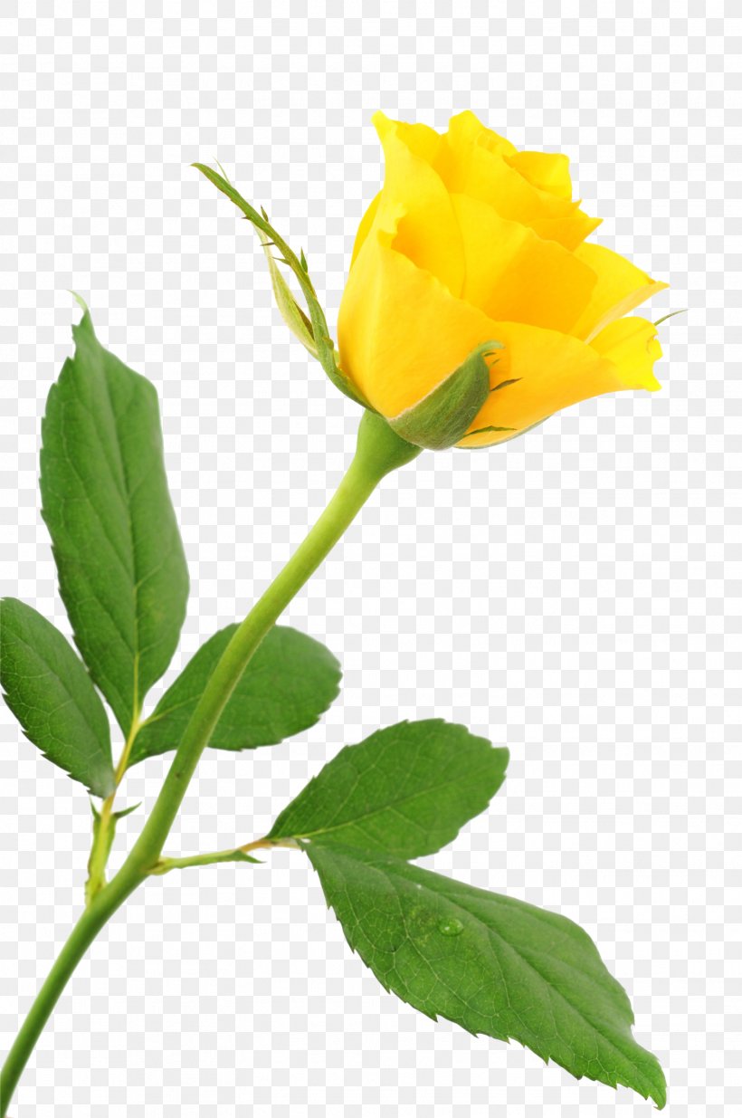 Beach Rose Yellow, PNG, 1523x2294px, Beach Rose, Bud, Cut Flowers, Flower, Flowering Plant Download Free