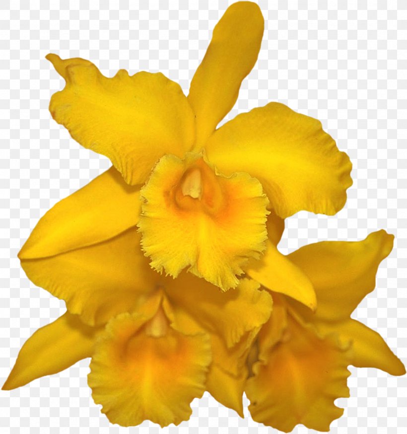 Cattleya Orchids Blog Cut Flowers Clip Art, PNG, 1078x1149px, Cattleya Orchids, Author, Blog, Cattleya, Cut Flowers Download Free