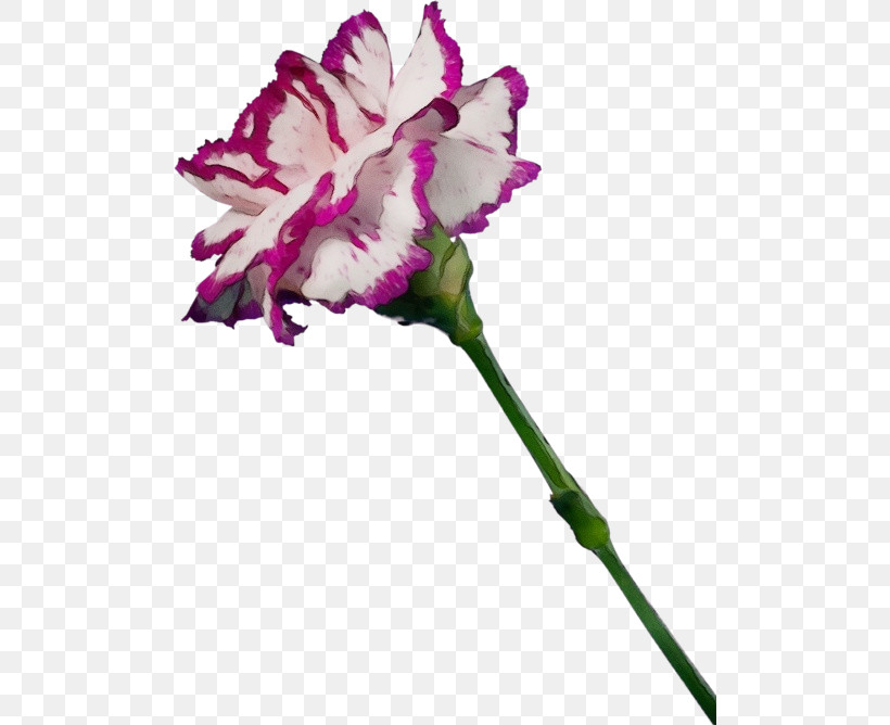 Flower Cut Flowers Plant Pink Carnation, PNG, 500x668px, Watercolor, Carnation, Cut Flowers, Dianthus, Flower Download Free