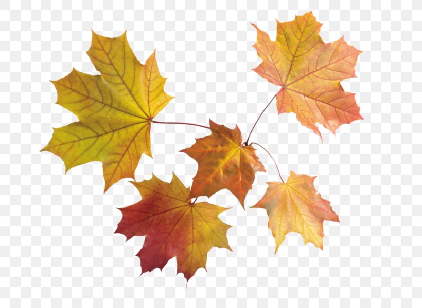 Image File Formats Autumn Leaf Color, PNG, 800x600px, Image File Formats, Autumn, Autumn Leaf Color, Deciduous, Image Resolution Download Free