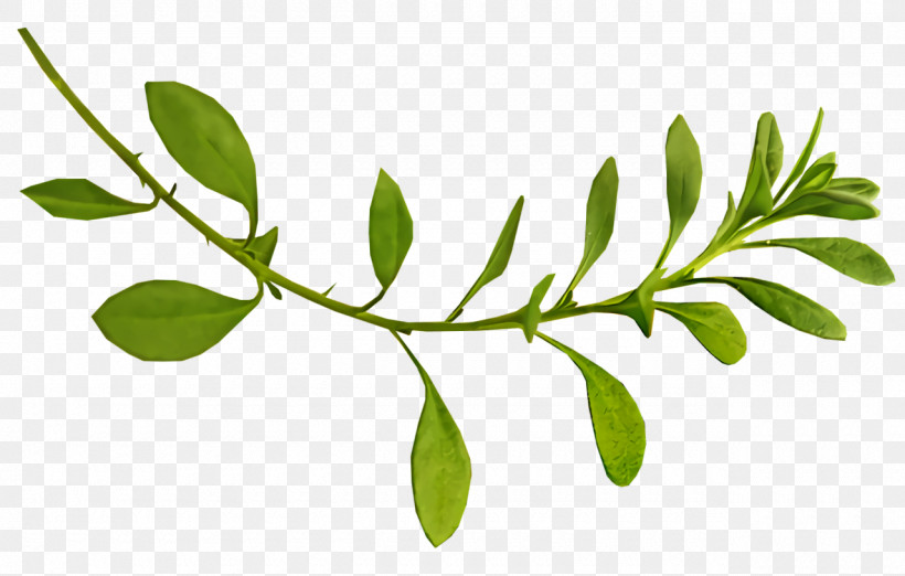 Leaf Plant Stem Twig Tree Herb, PNG, 1280x816px, Leaf, Biology, Herb, Plant Stem, Plant Structure Download Free