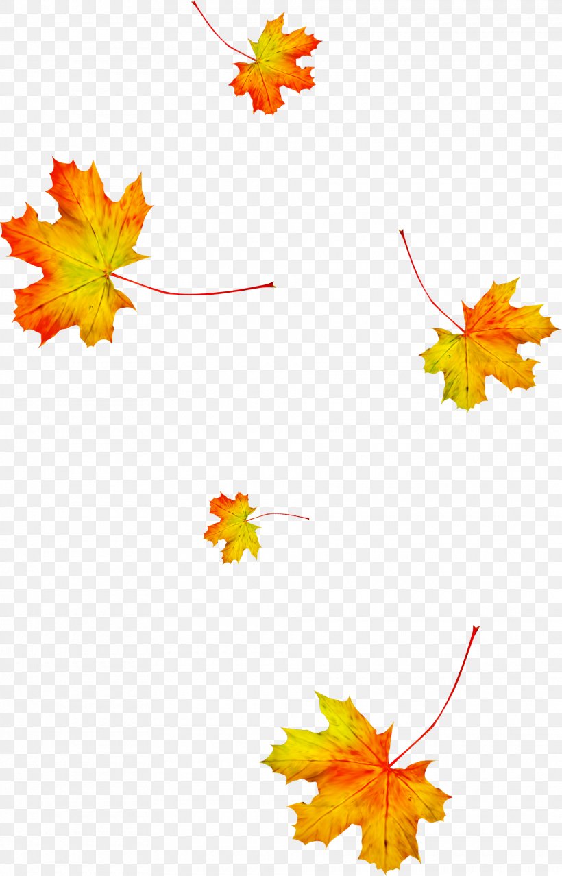 Maple Leaf, PNG, 1920x2993px, Autumn Leaves, Autumn, Concepteur, Deciduous, Flora Download Free