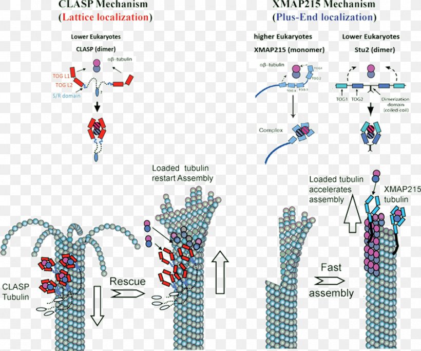 Microtubule Tubulin Depolymerization Kinetochore, PNG, 900x750px, Microtubule, Centrosome, Chromatid, Depolymerization, Diagram Download Free