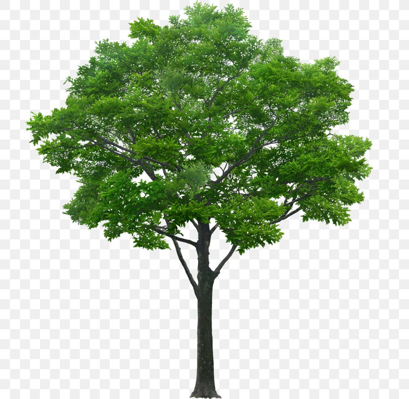 Tree Stock Photography Drawing, PNG, 720x800px, Tree, Branch, Deciduous, Drawing, Elm Download Free