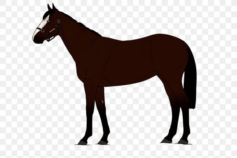 Belgian Horse American Quarter Horse Arabian Horse American Saddlebred Equestrian, PNG, 1024x683px, Belgian Horse, American Quarter Horse, American Saddlebred, Arabian Horse, Bridle Download Free