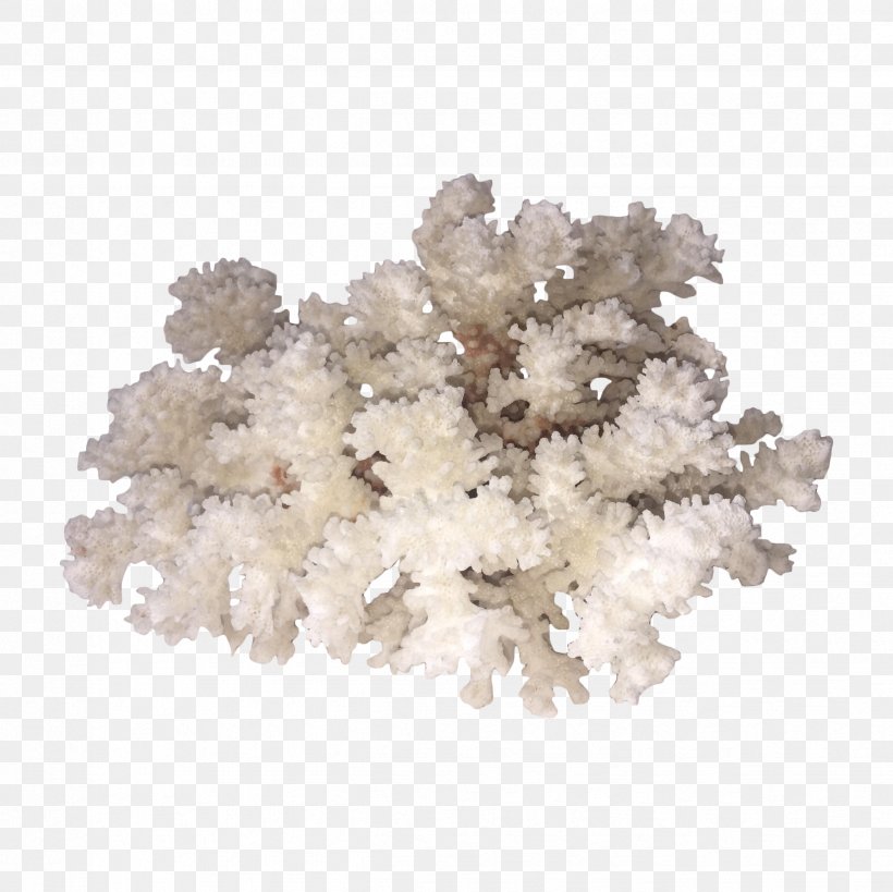 Coral Cabinetry Biological Specimen Chairish Drawer, PNG, 2448x2448px, Coral, Biological Specimen, Box, Cabinetry, Chairish Download Free