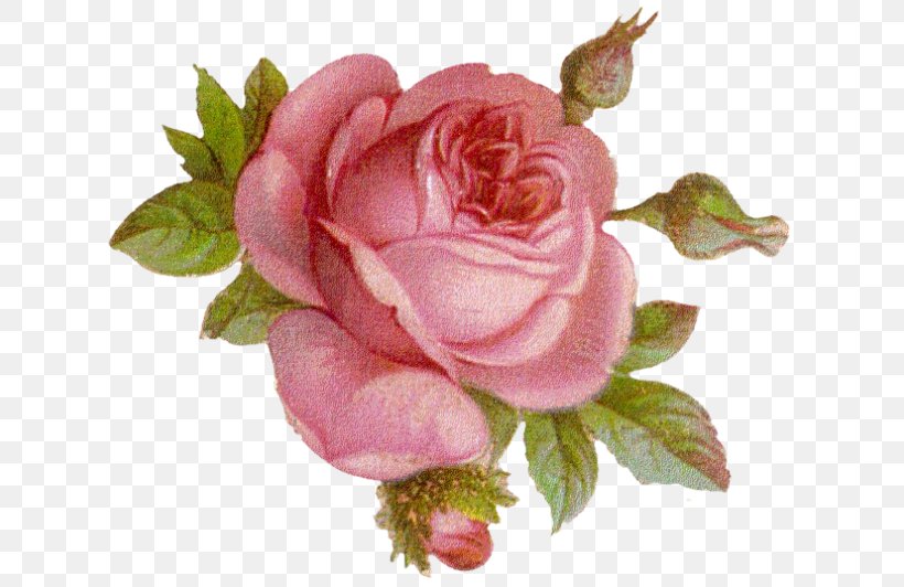 Cloth Napkins Garden Roses Decoupage Paper, PNG, 641x532px, Cloth Napkins, Art, Askartelu, Centifolia Roses, China Rose Download Free