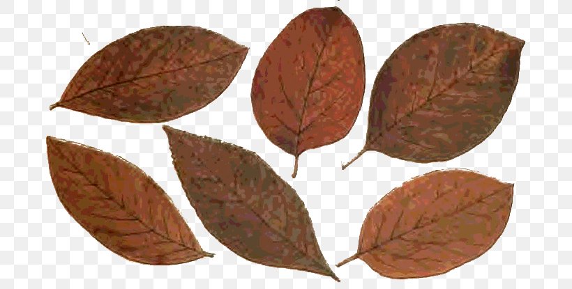 Leaf Autumn Plant Stem Art, PNG, 701x415px, Leaf, Art, Art Museum, Autumn, Blackthorn Download Free