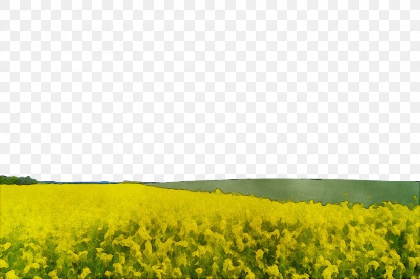 Rapeseed Field Canola Yellow Mustard, PNG, 960x639px, Watercolor, Brassica Rapa, Canola, Field, Meadow Download Free
